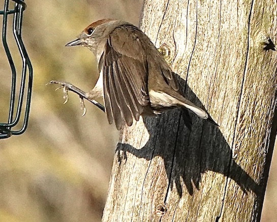 blackcap